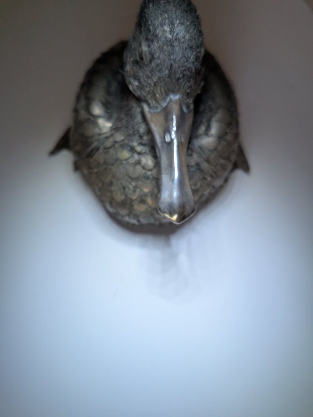 BUCCELLATI STYLE SILVER DUCK MARKED LISI, FI *615, PORTOFINO, ITALY - Picture 2 of 7